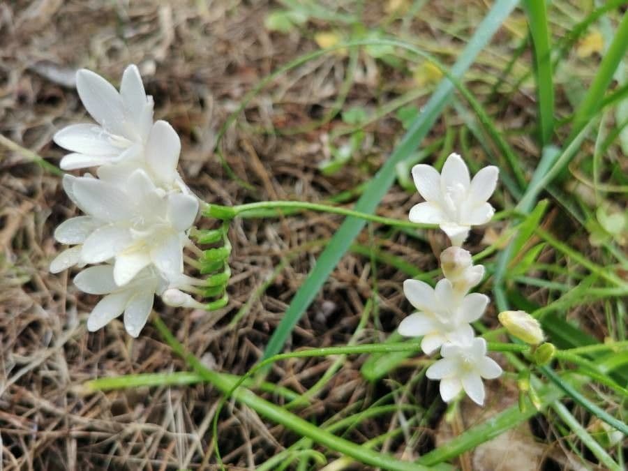 Freesia refracta bloemen met gele en witte tinten en geurige bloesems