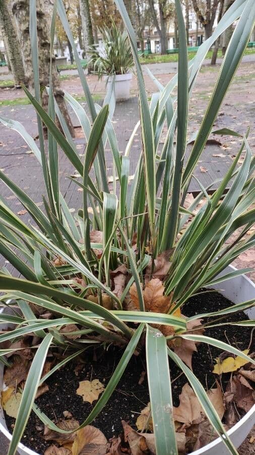 New Zealand flax with sword-shaped leaves
