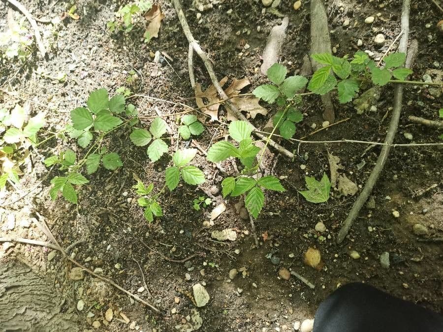 American dewberry with white flowers and dark ripe berries