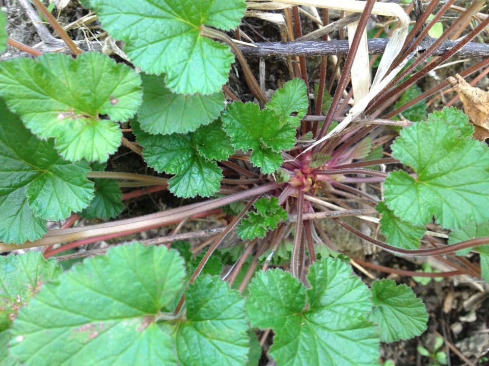 Pelargonium inodorum en pleine floraison avec fleurs roses