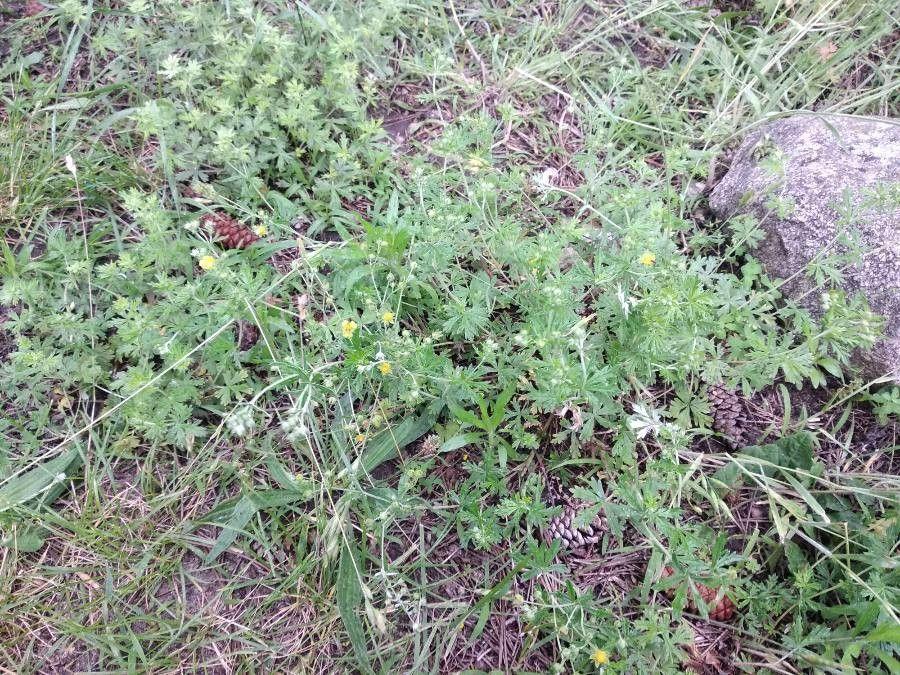 Geelbloemige Tormentil in een licht beschaduwde bosrand