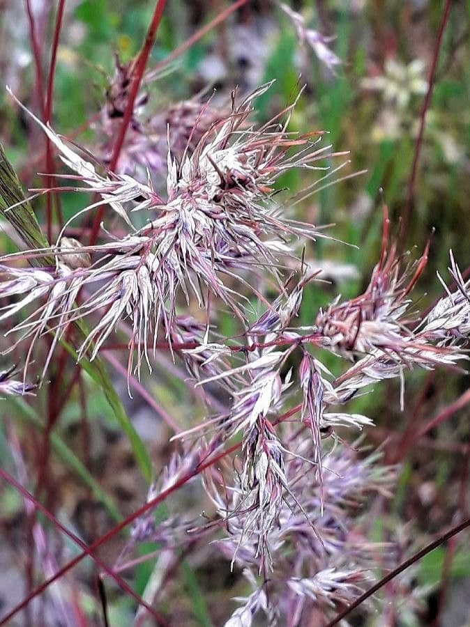 Poa bulbosa bulbous bluegrass with green panicles in spring