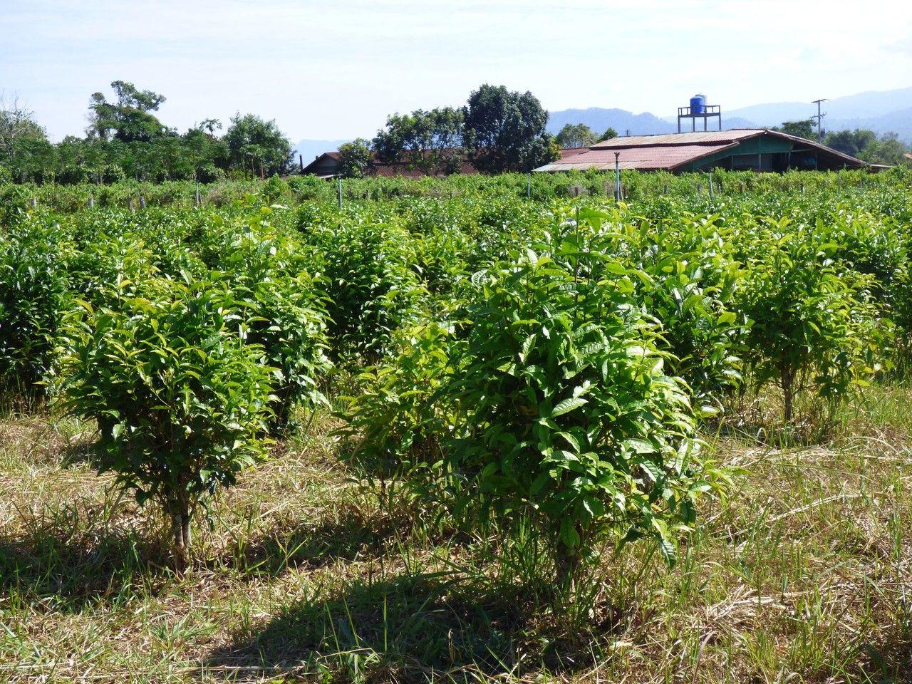 Camellia sinensis en fleurs dans un jardin ombragé