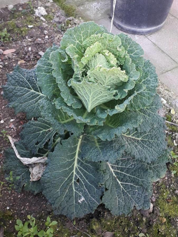 A healthy cabbage plant with firm, round leaves in a sunny garden bed