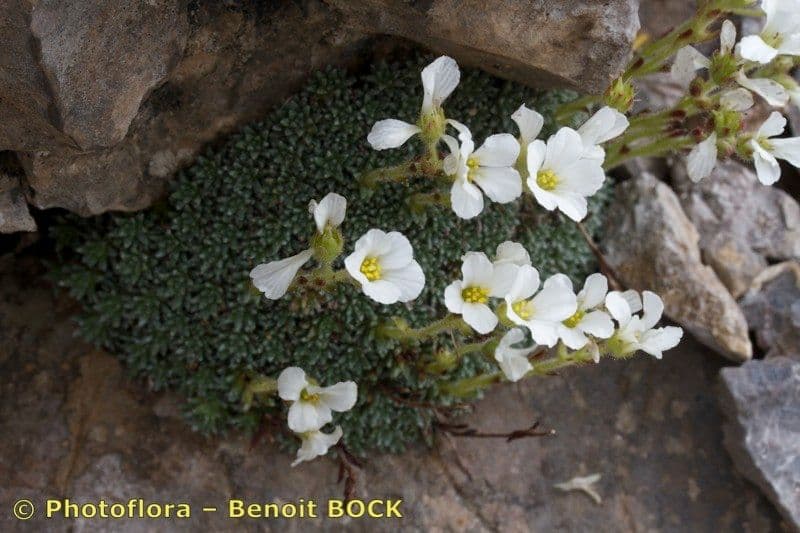 Saxifraga diapensioides tight cushion with white summer flowers on limestone rock face in the Western Alps