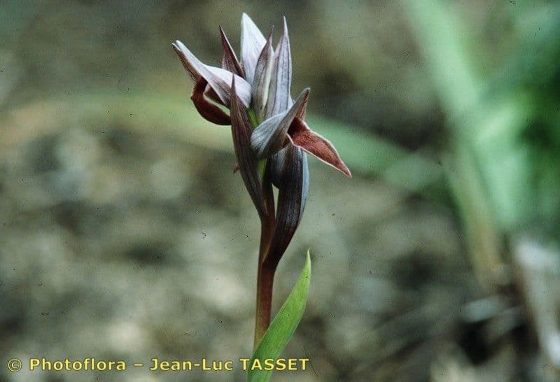 Paarse bloemen van Serapias nurrica, de tongorchydee van Sardinie