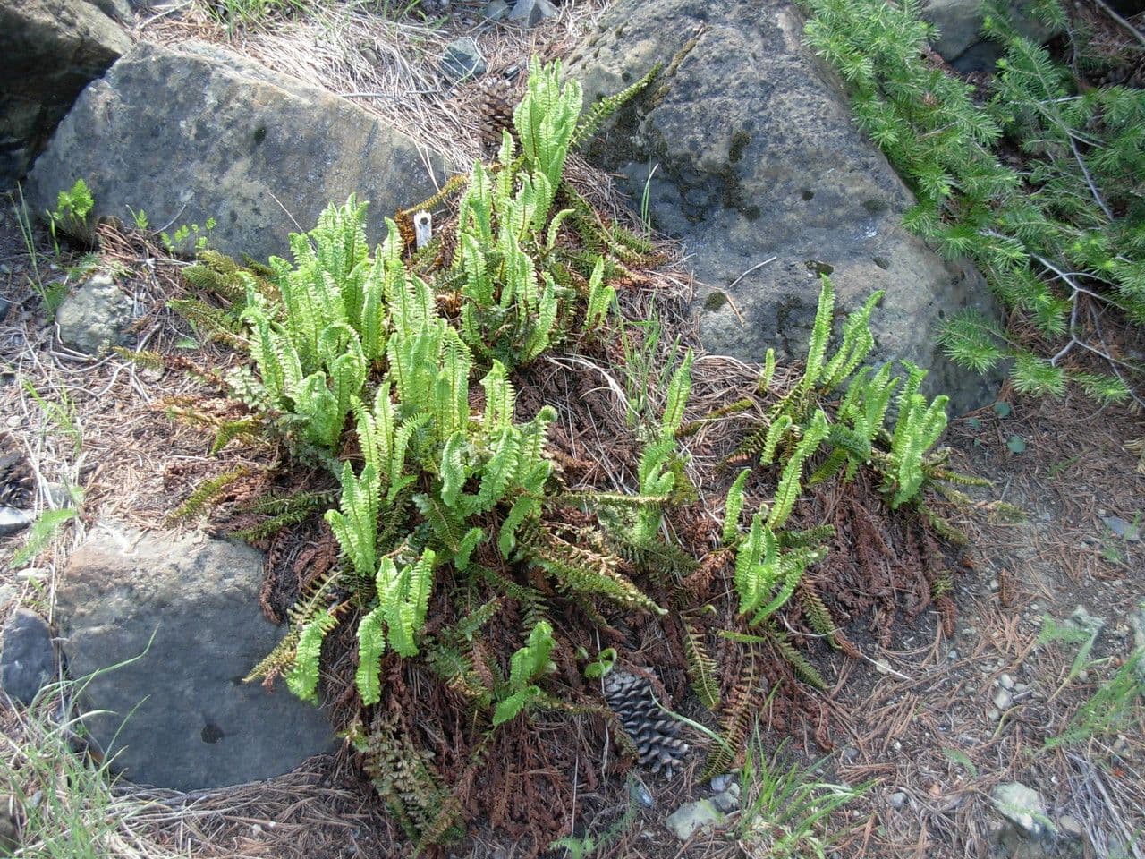 Lemmon's hollyfern with distinctive leaflets in mountainous terrain