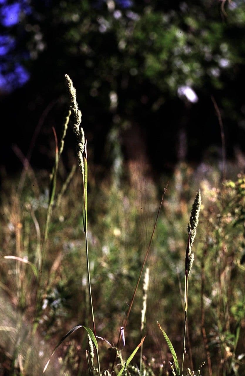 Muhlenbergia glomerata compact upright plumes growing along a wetland margin