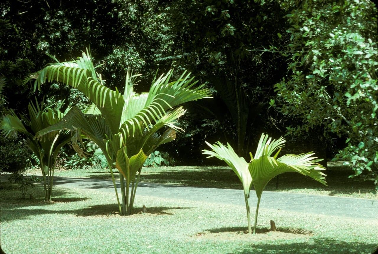 Seychellennoot palm met karakteristieke reusachtige noten