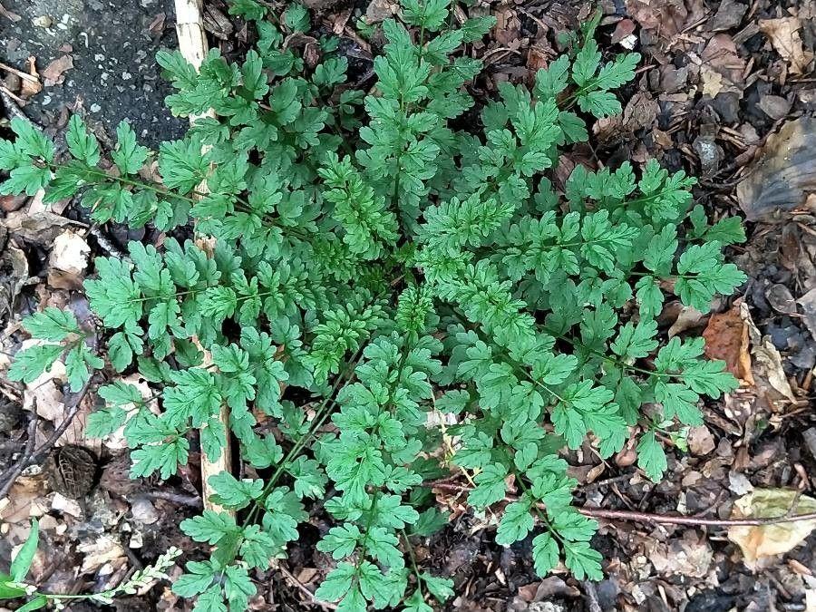 Narrow-leaf bittercress in a woodland setting with pale green flowers among moss and leaf litter