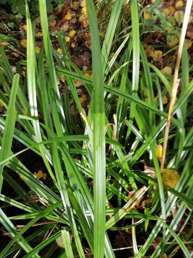 Hängende Segge mit langen, herabhängenden Ähren in einem feuchten, schattigen Gartenteil