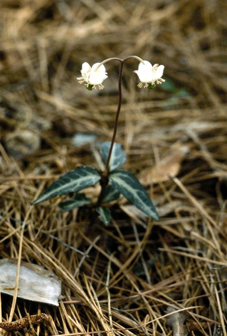 Chimaphila maculata mit gefleckten dunkelgrunen Blattern und weissen Blueten