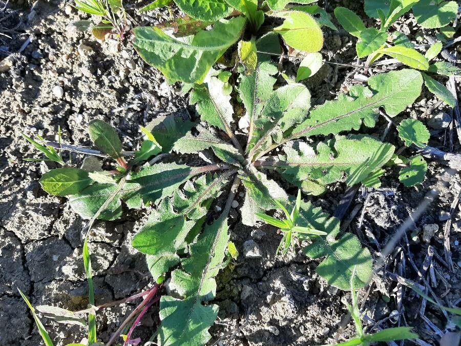Paardenbloemstreepzaad in volle bloei in een zonnige droge tuin