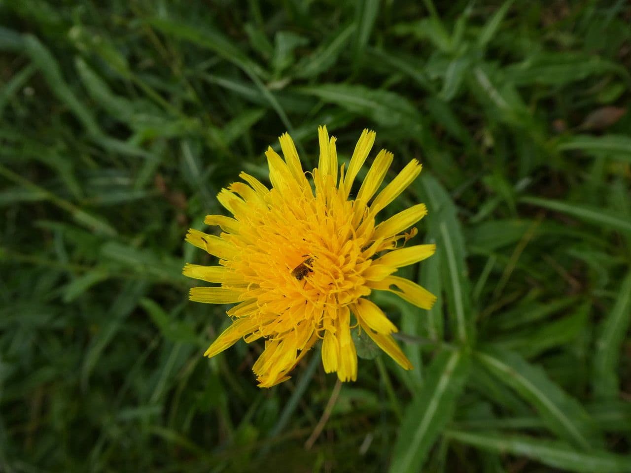 Sonchus maritimus mit gelben Bluten