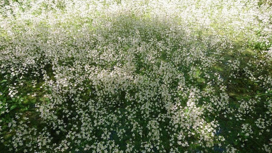 Hottonie des marais aux fleurs blanches flottant sur une eau paisible, entourée de feuillage vert