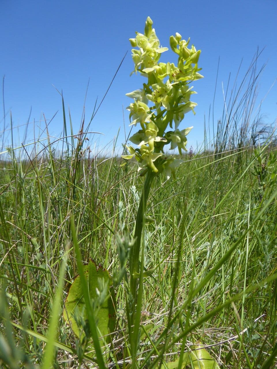Platanthera algeriensis green flowers on a flowering spike in natural habitat