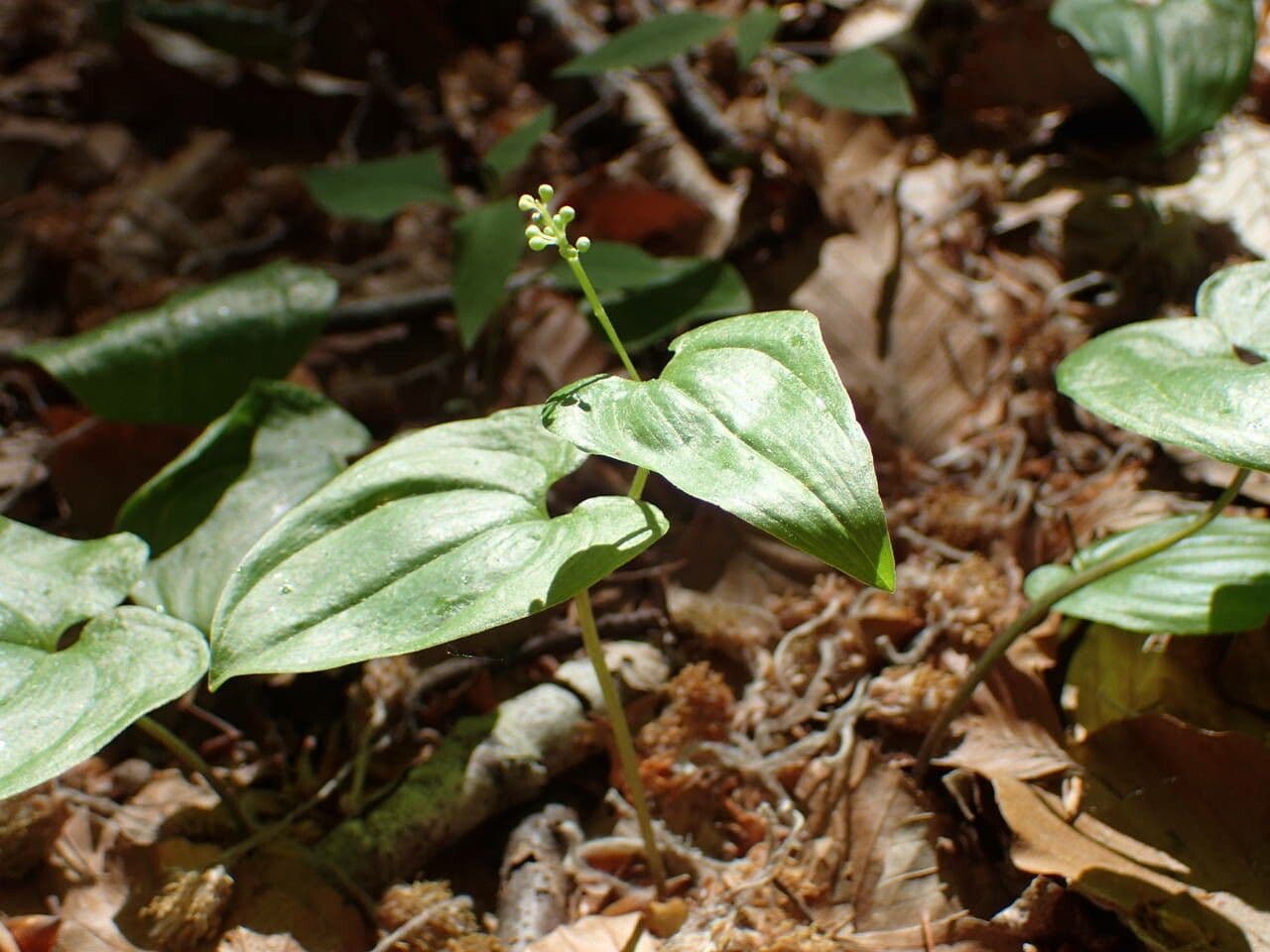 Fleurs blanches de Maianthemum bifolium en forêt