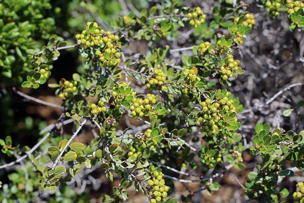 Ceanothus megacarpus couvert de grappes de fleurs blanches denses dans le chaparral californien