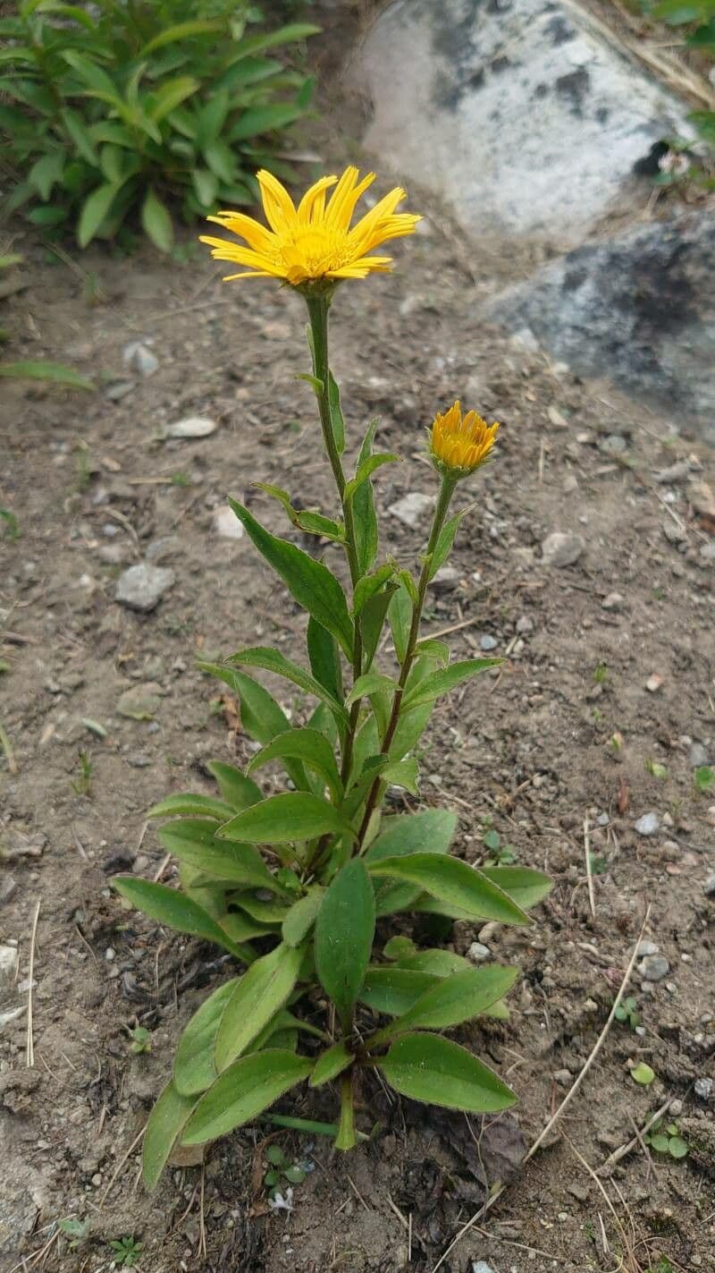 Yellow-green flower clusters of Euphorbia agraria