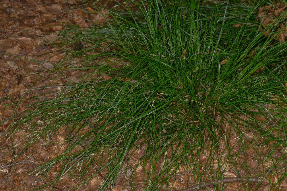 Entferntährige Segge (Carex remota) in feuchtem Laubwald mit schlanken, hellgrünen Halmen