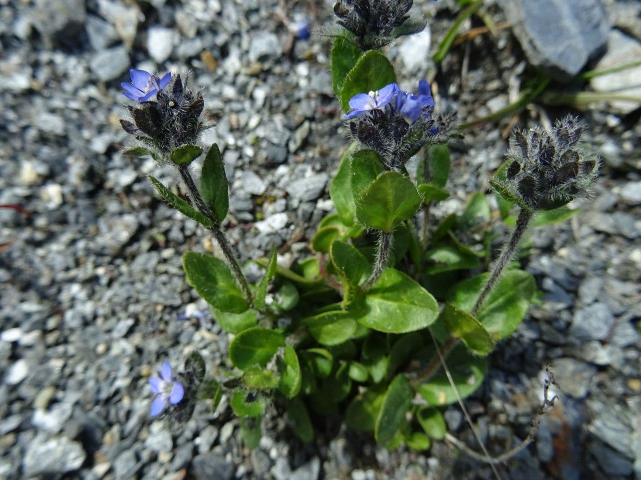 Veronica alpine avec fleurs bleues en montagne