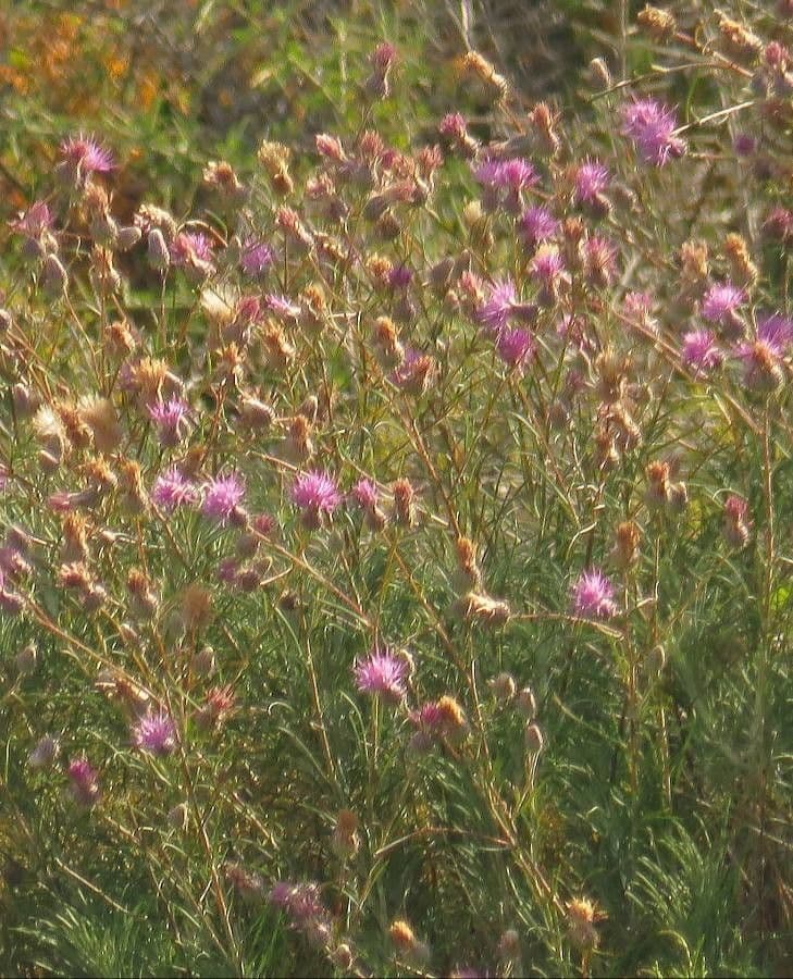 Ptilostemon chamaepeuce displaying purple thistle flowers and spiny foliage