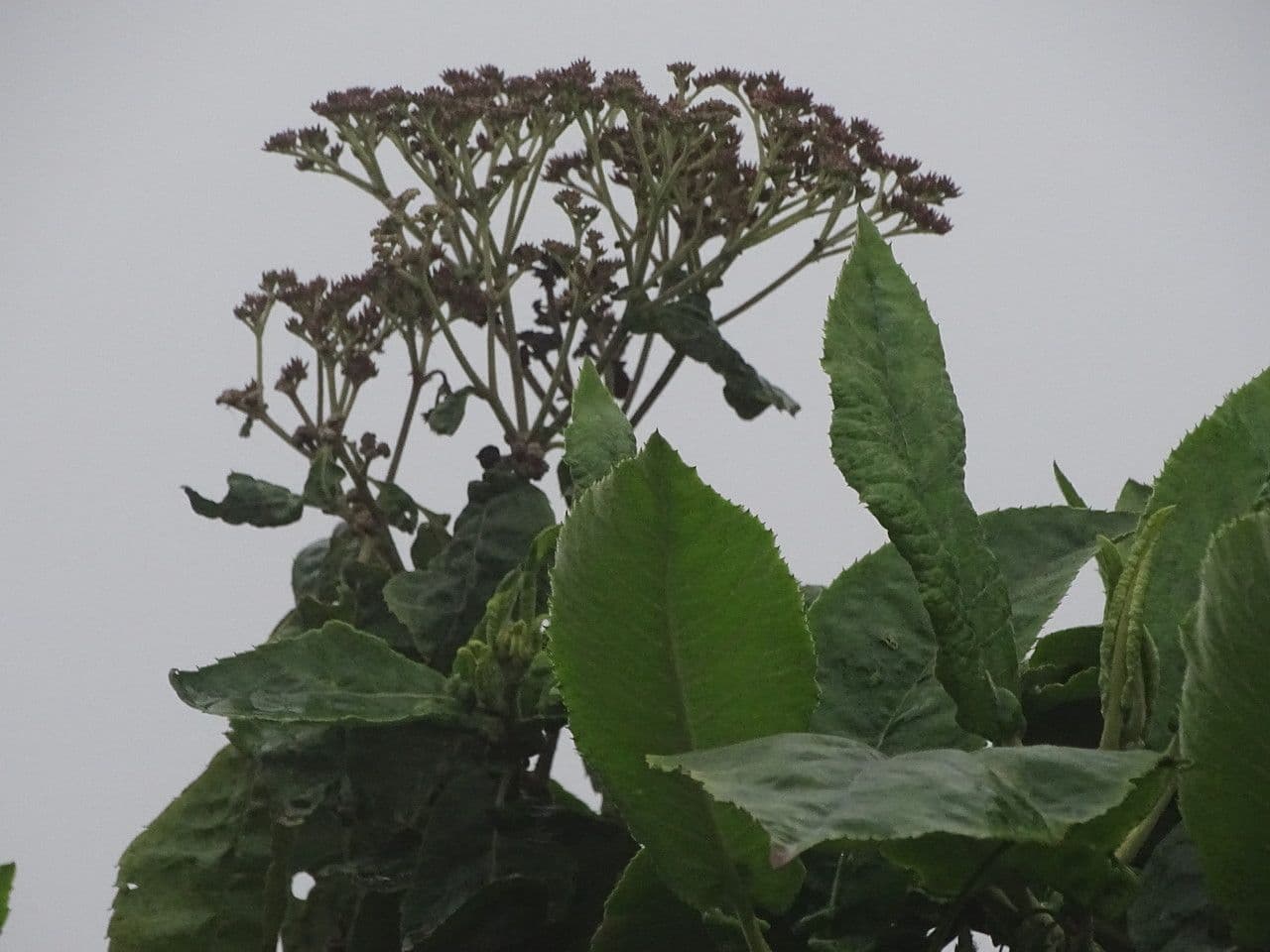 Solanum giganteum fleurs violettes avec baies rouges