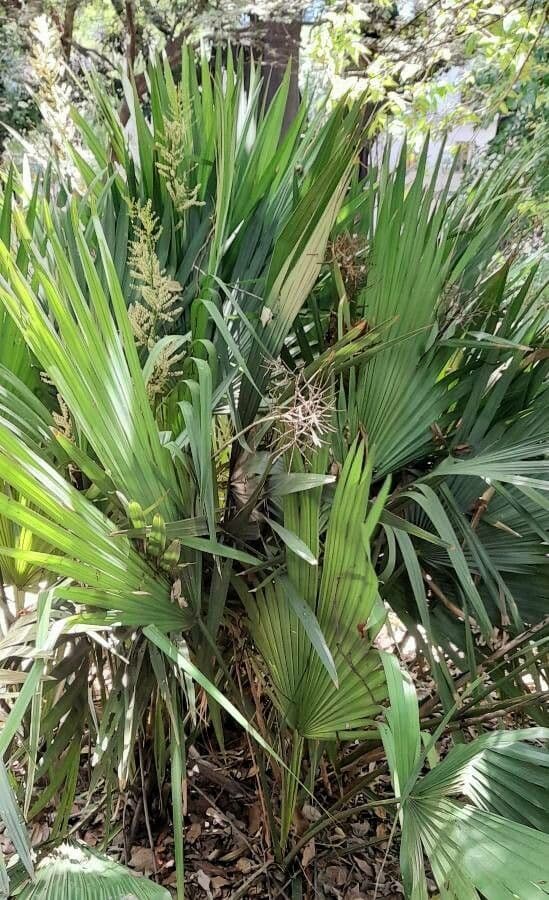 Sabal minor palm with fan-shaped leaves