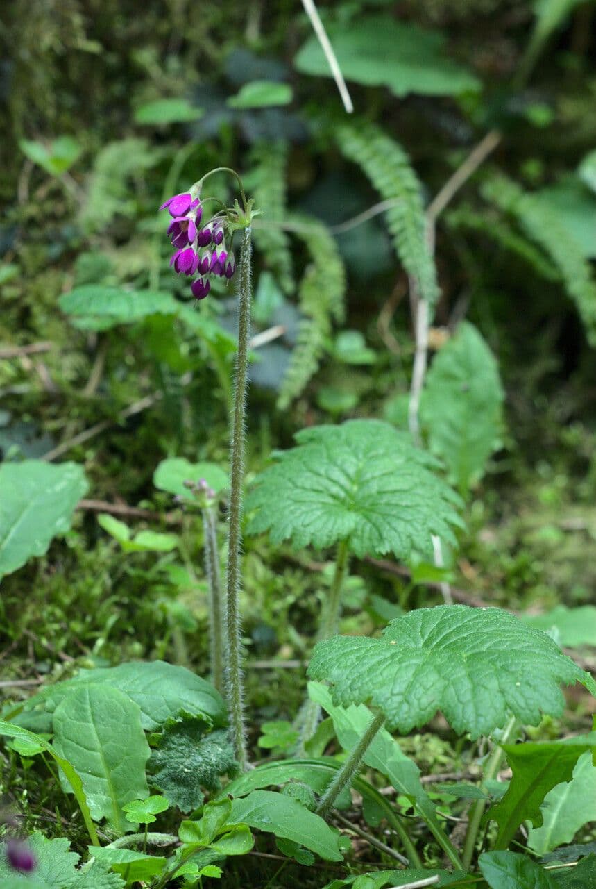 Primula matthioli flowers in purple