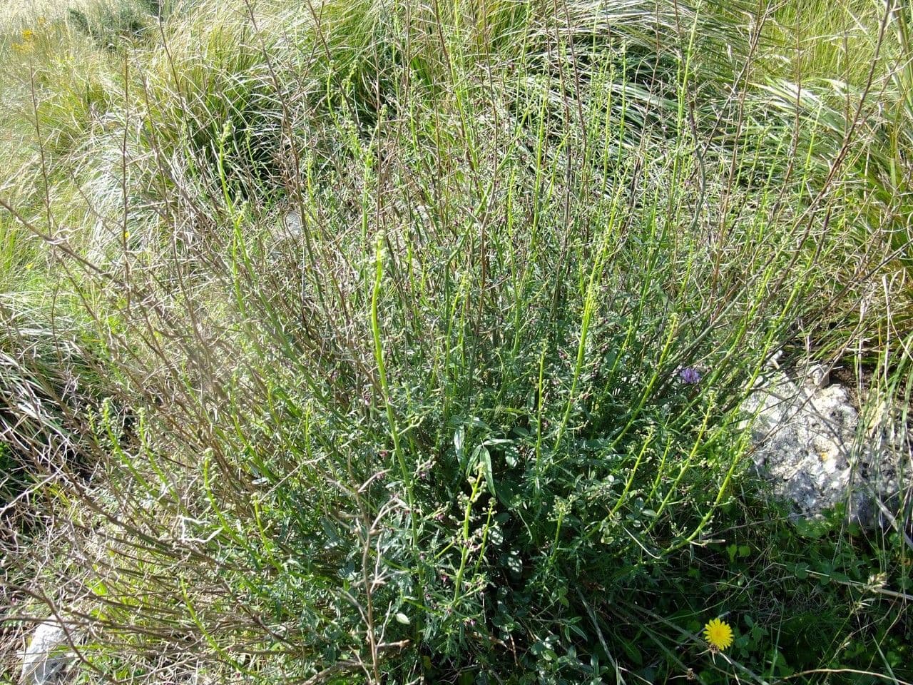 Scrophularia lucida plant met glanzende bladeren en bloemen