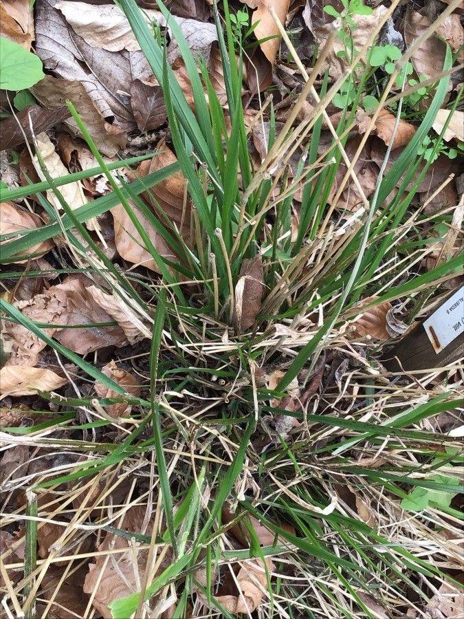 Fétuque géante en plein été, avec ses touffes bleu-vert et ses hampes florales argentées qui captent la lumière