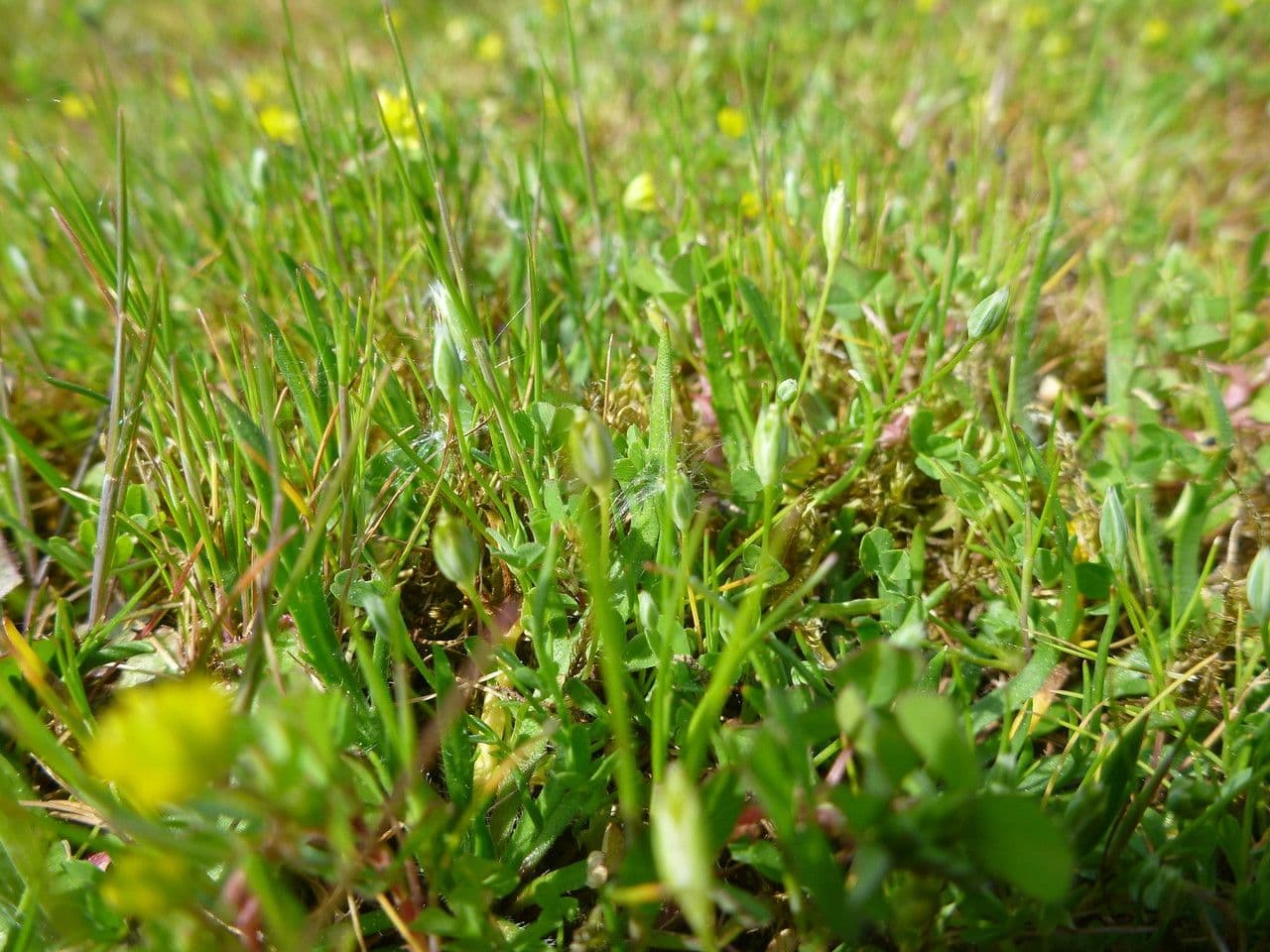 Weiße Bluten der Aufrechten Weißmiere in Blute