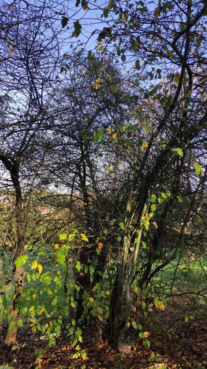 Prairie crabapple boom met bloemen