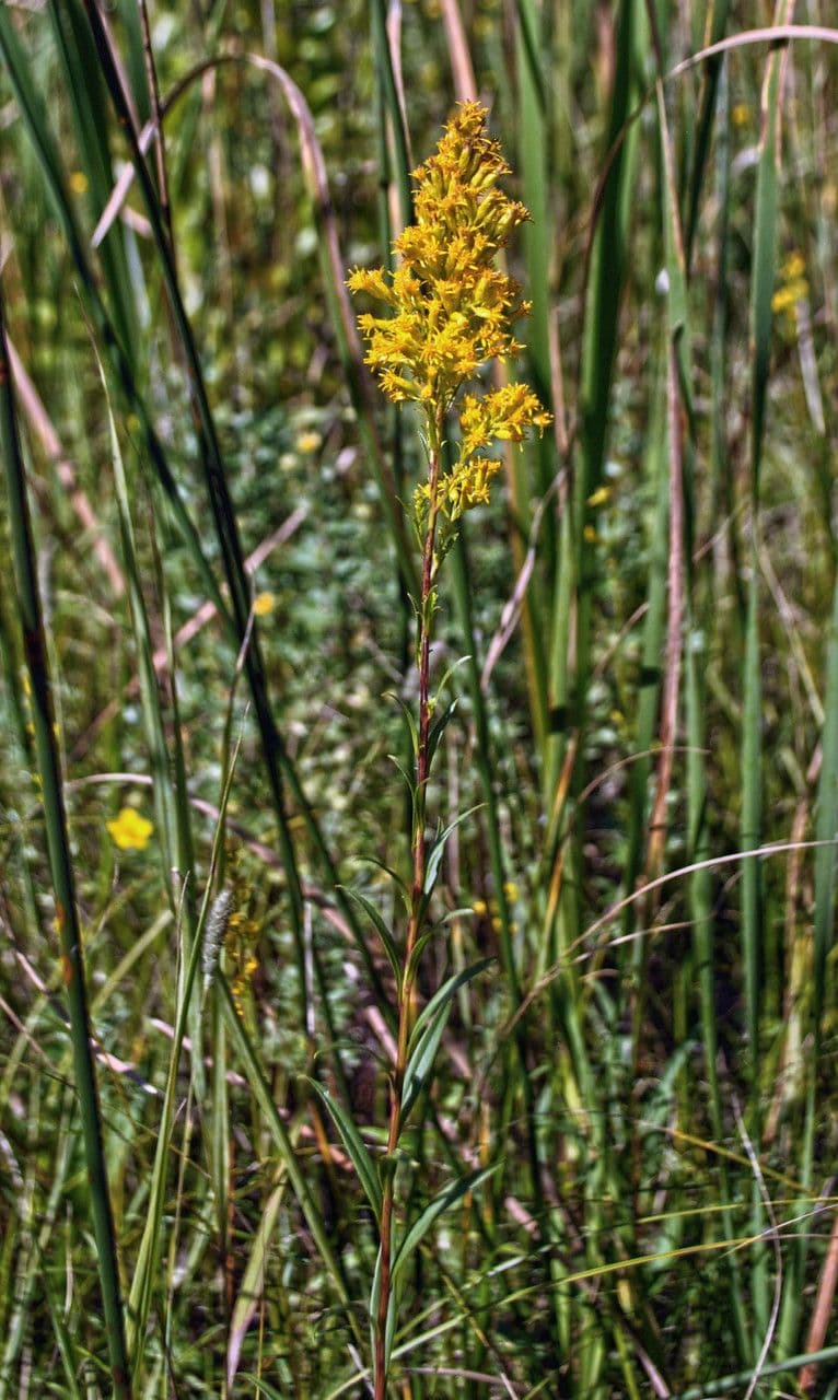 Solidago uliginosa met slanke gele bloemtrossen in een moerasachtige oeverzone
