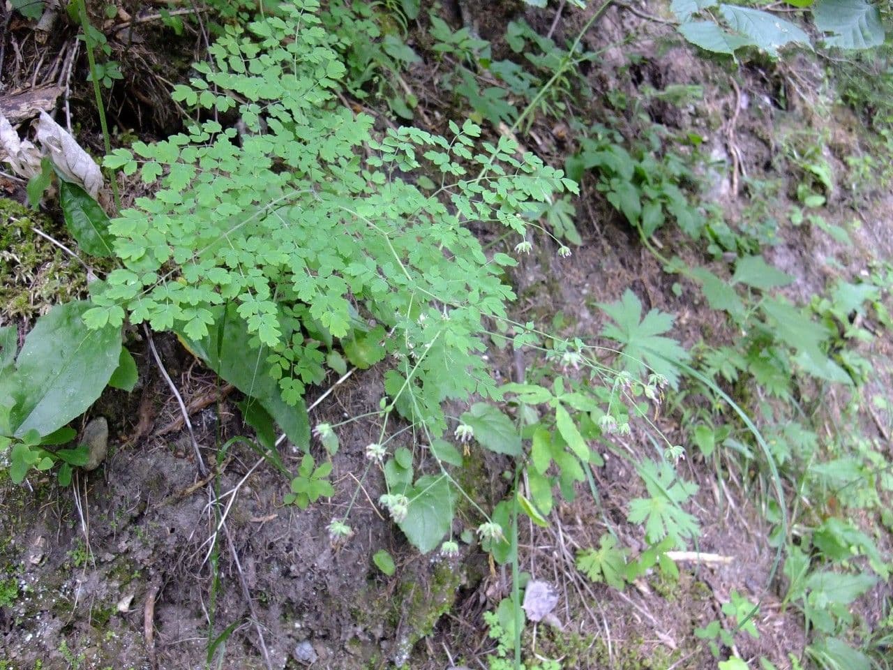 Thalictrum foetidum Pflanze zeigt gelbe Blutenteile