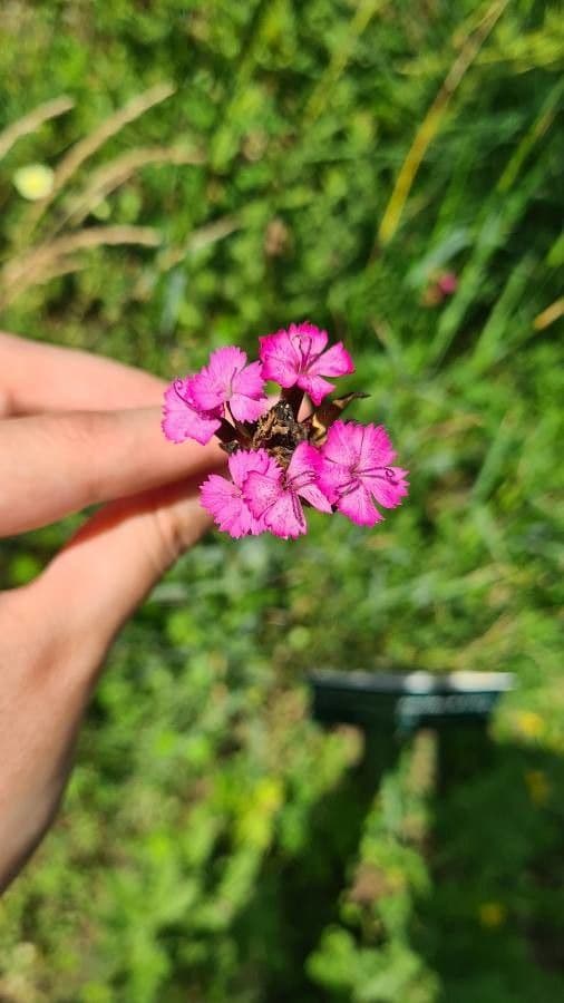 Dianthus giganteus oeillet geant rose