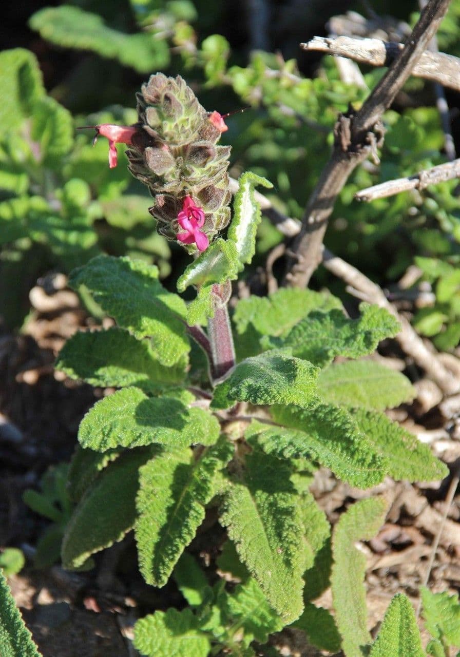 Kolibri-Salbei Salvia spathacea mit scharlachroten Blüten