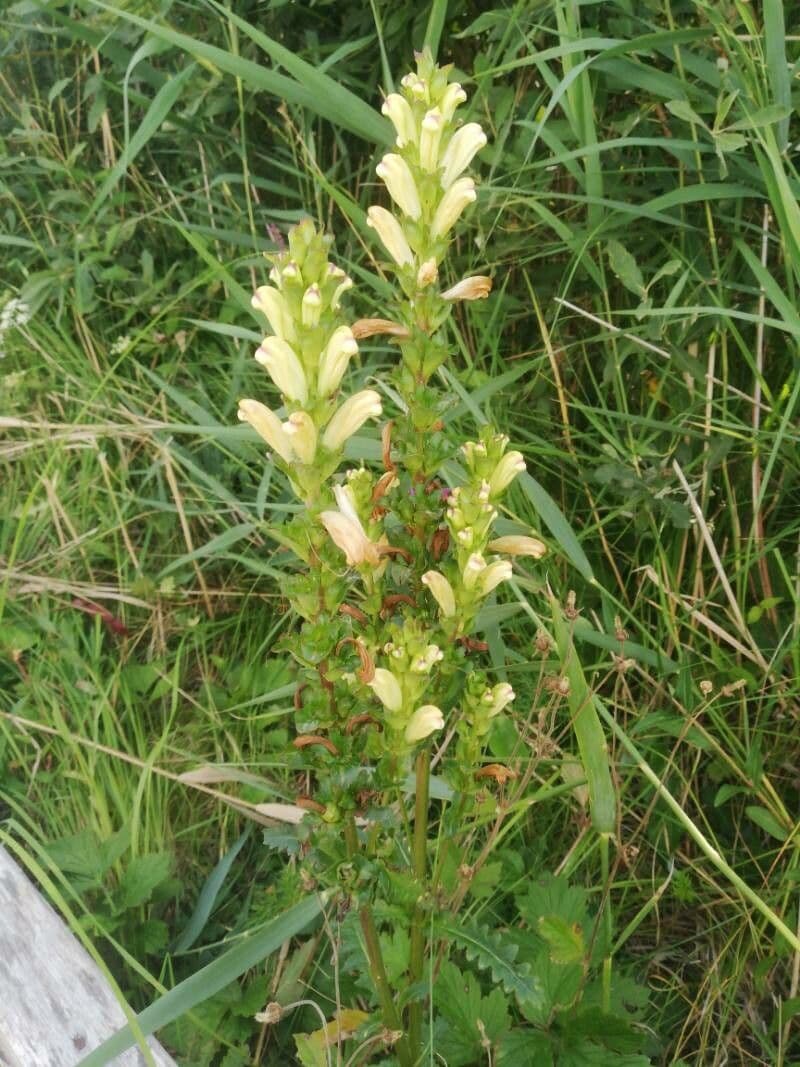 Karels scepter bloemen en bladeren