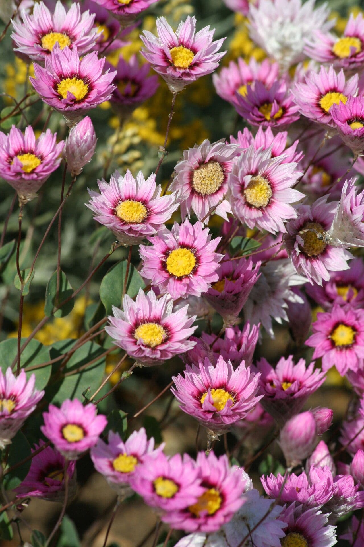 Rhodanthe manglesii papieren daisy bloemen in roze en wit