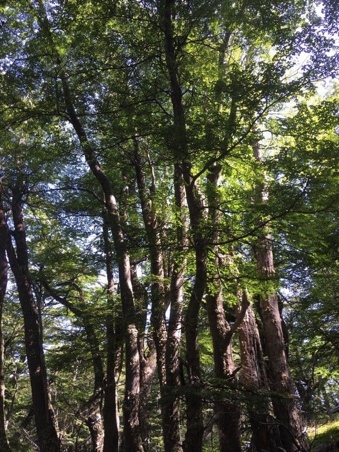 Antarctic beech tree with small leaves and fall colors