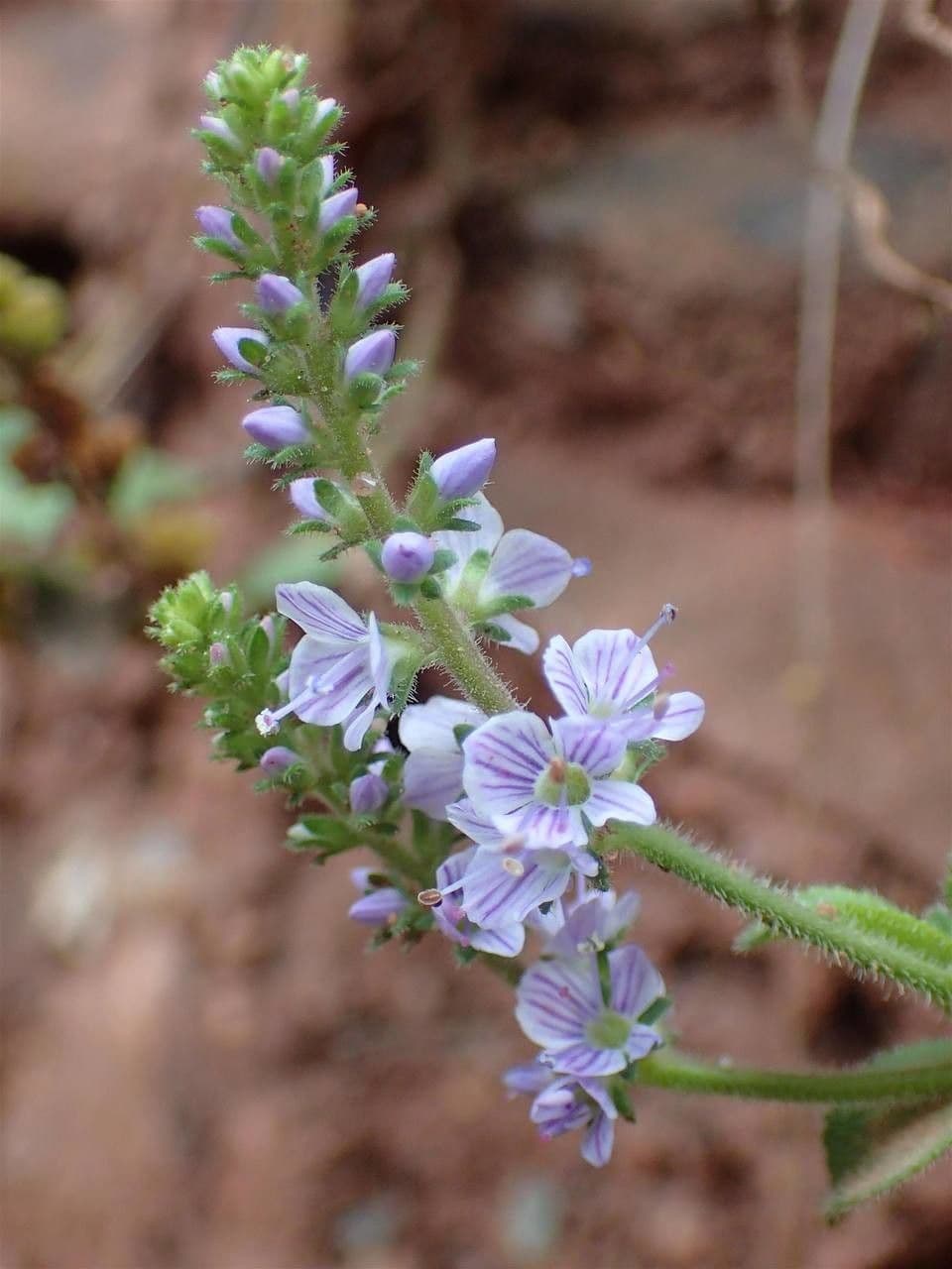 Veronica officinalis bloemen en plant