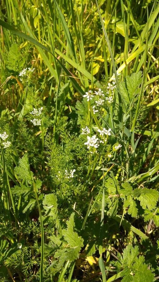 Shepherd's-needle with characteristic long needle-like seed pods
