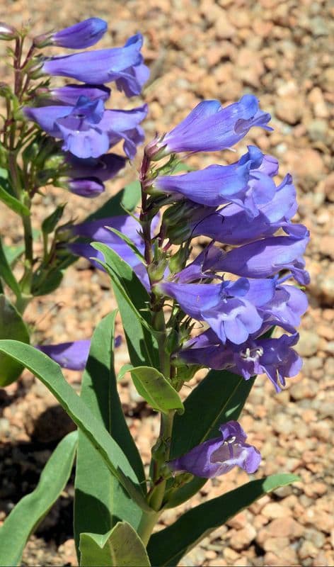 Penstemon glaber mit tief blau-violetten Roehrenbluten auf einer offenen Prairielandschaft in Colorado