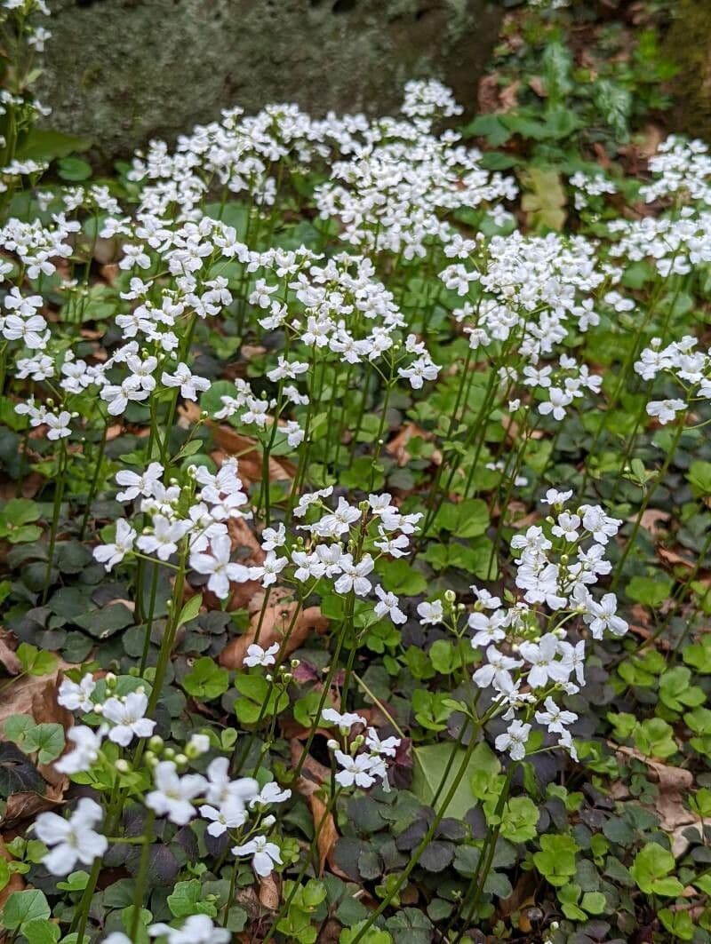 Wit bloeiende Cardamine trifolia in voorjaarslandschap