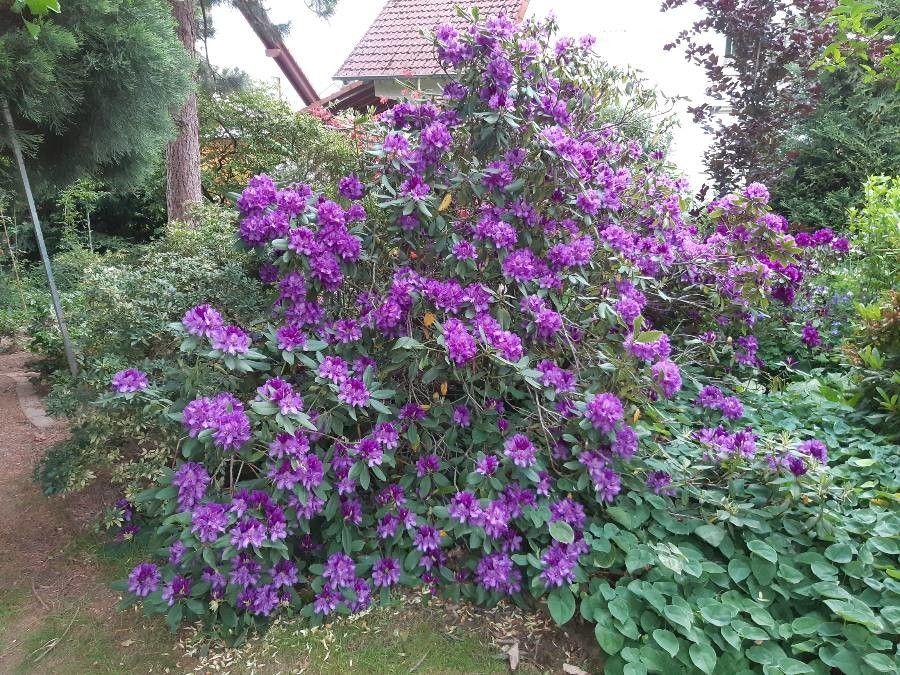Pontischer Rhododendron in voller Blüte mit lila Blütenständen im lichten Schatten eines Baumes