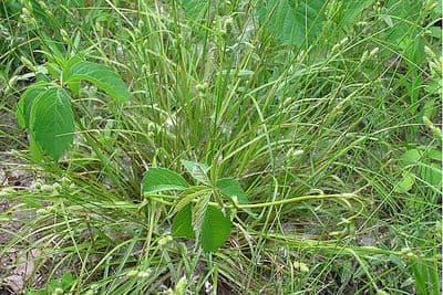 Carex hirsutella fuzzy wuzzy sedge with soft hairy foliage