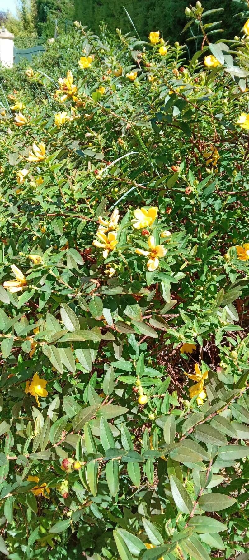Fleurs jaunes dorees elegantes d'Hypericum hookerianum