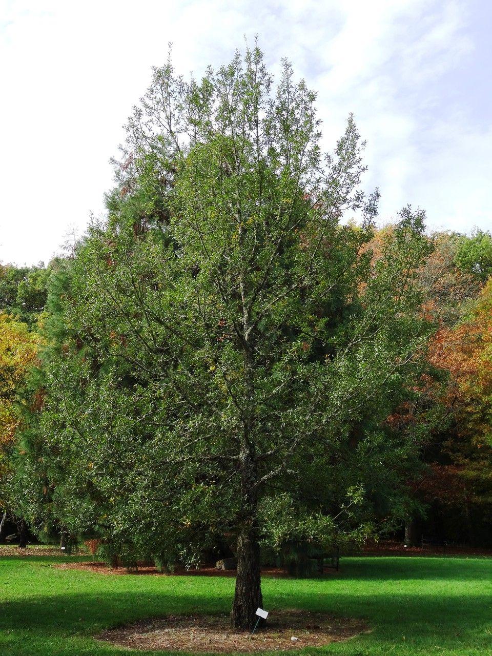 Mazedonische Eiche im Herbstlaub, eingebettet in eine naturnahe Gartenlandschaft