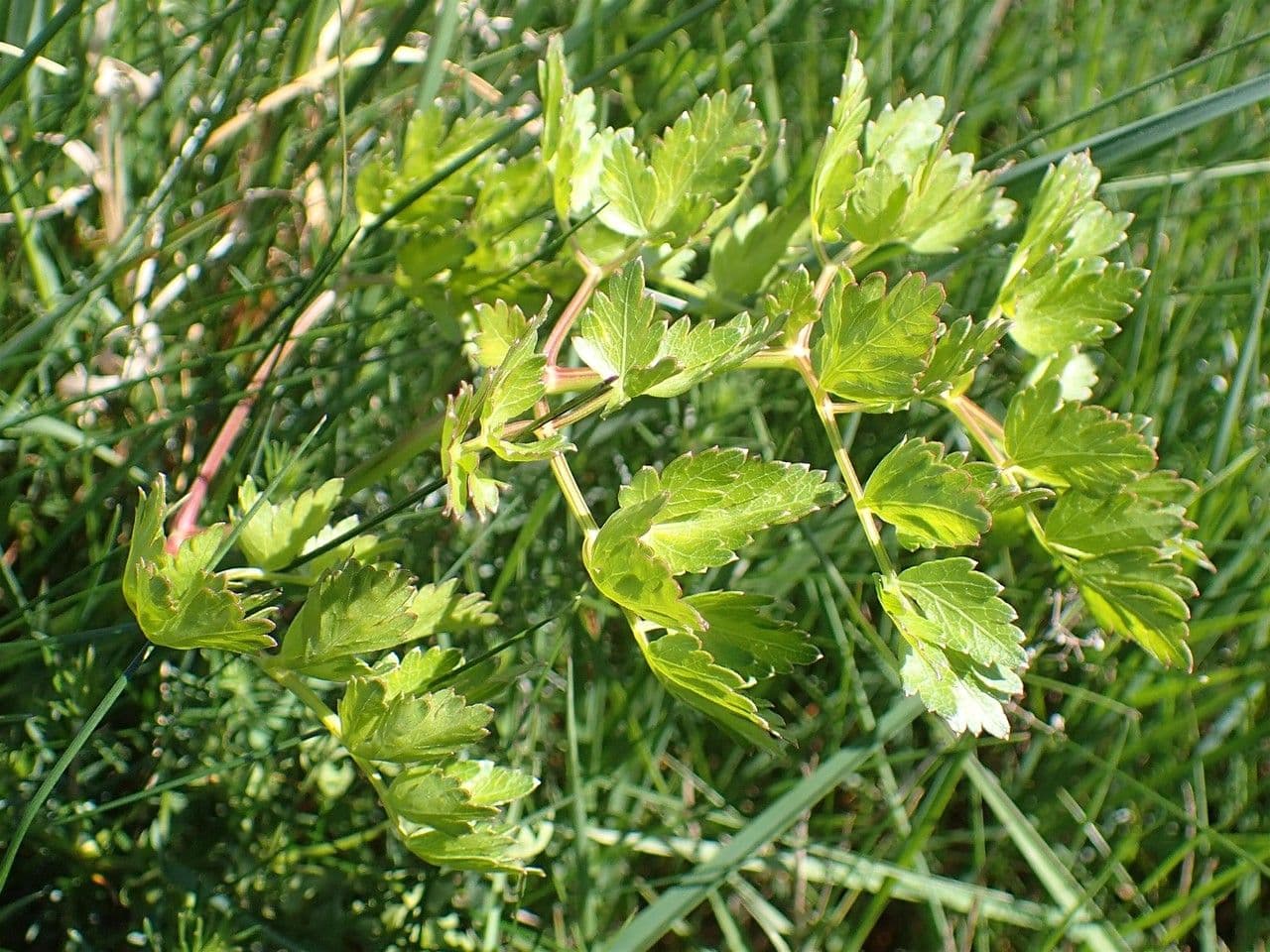 Peucedanum oreoselinum with feathery leaves and white flower clusters