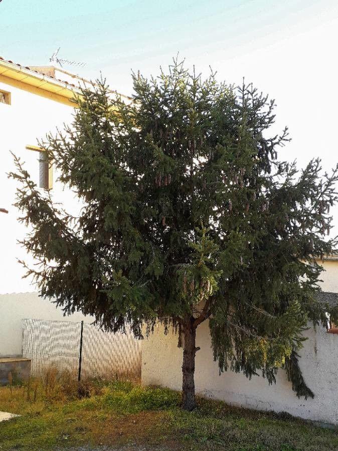 Gemeine Fichte im Schnee im Garten